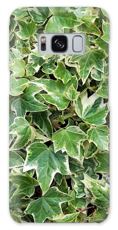 Hedera Helix 'eva' Galaxy Case featuring the photograph Hedera Helix 'eva' by Geoff Kidd/science Photo Library