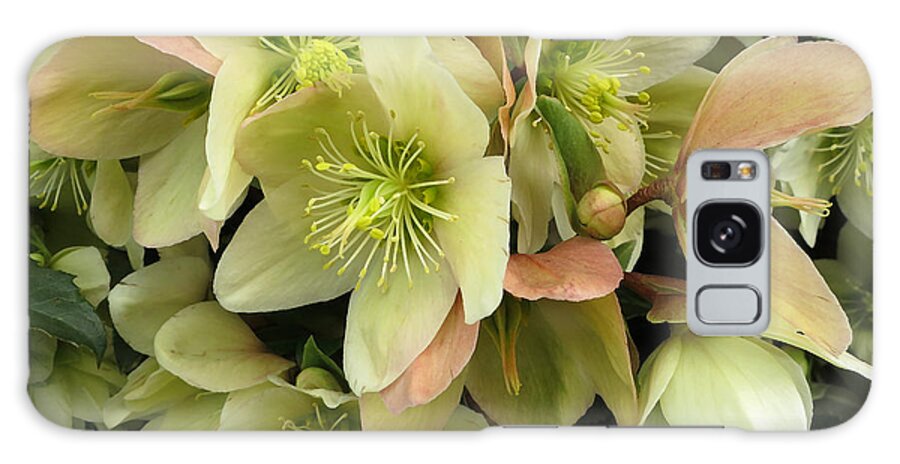 Lenten Galaxy Case featuring the photograph Hellebores by Patricia Januszkiewicz