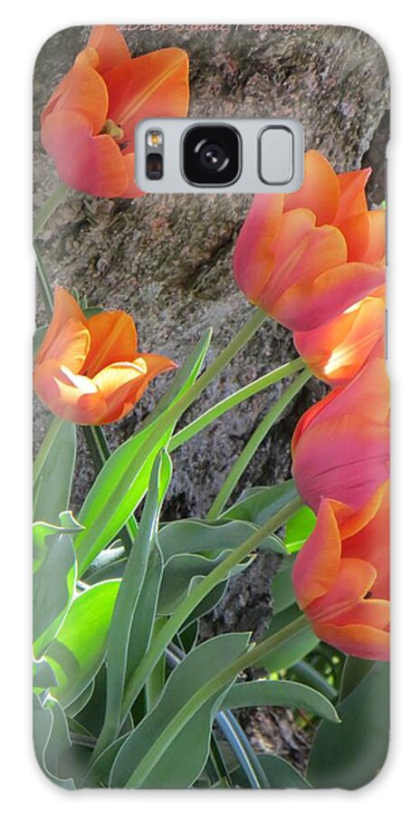 Peachy Tulips Galaxy Case featuring the photograph Herald of Spring by Sonali Gangane