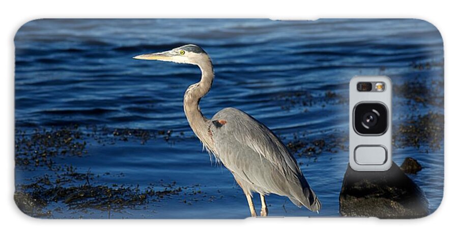 Great Blue Heron Galaxy S8 Case featuring the photograph Heron 8 by Allan Morrison