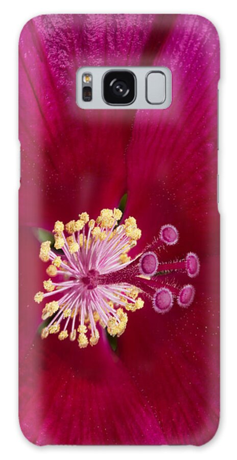 Hibiscus Galaxy Case featuring the photograph Hibiscus Close Up - Phone Case Design by Gregory Scott