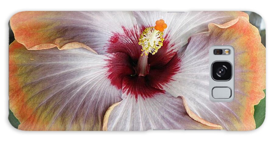 Hibiscus Galaxy Case featuring the photograph Hibiscus by Jennifer Wheatley Wolf