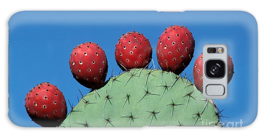 Cactus Galaxy Case featuring the photograph High Five by Alice Cahill