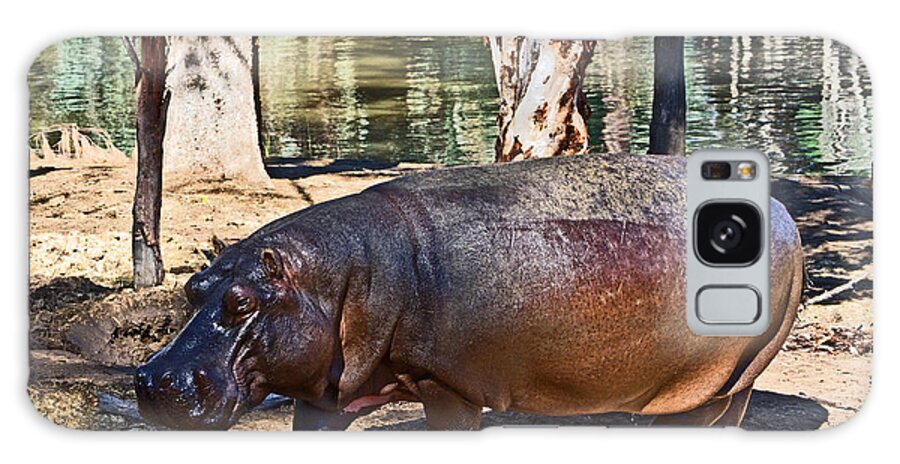 #hippo Galaxy Case featuring the photograph Hippo by Miroslava Jurcik