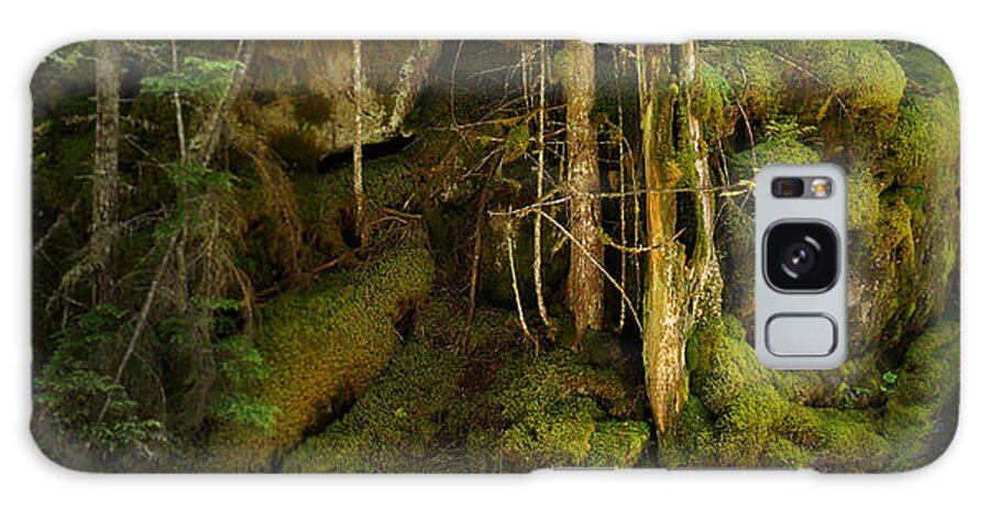 Forest Galaxy Case featuring the photograph Hollow Tree by Robert Bissett