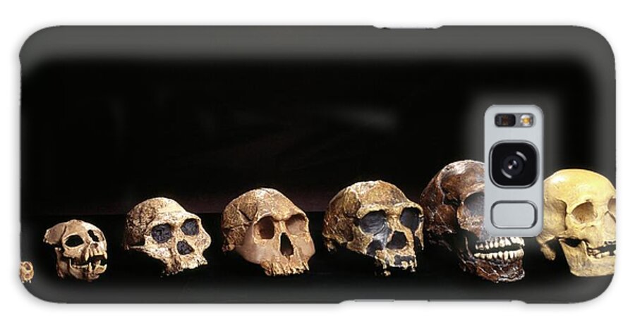 Hominid Galaxy Case featuring the photograph Hominid Skulls by Pascal Goetgheluck/science Photo Library