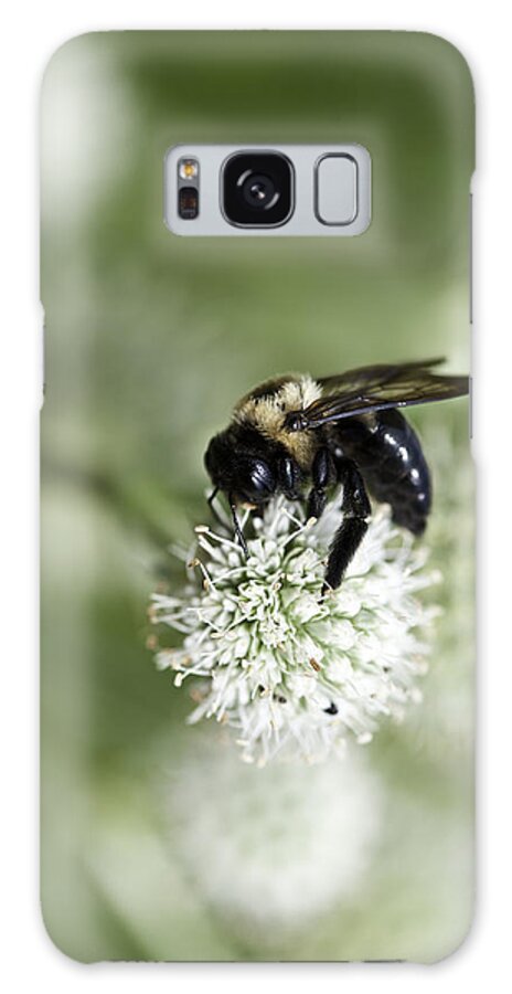 Close-ups Galaxy Case featuring the photograph Honey Bee at Work by Donald Brown
