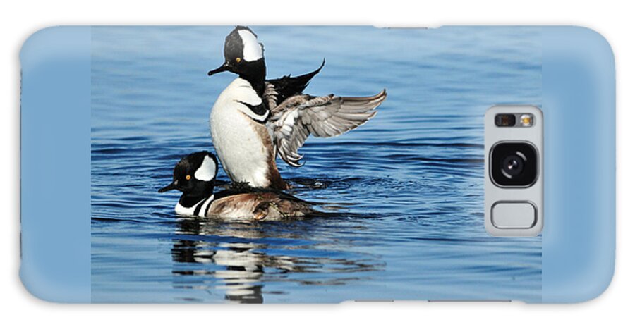  Hooded Merganser Galaxy Case featuring the photograph Hooded Mergansers by Bradford Martin