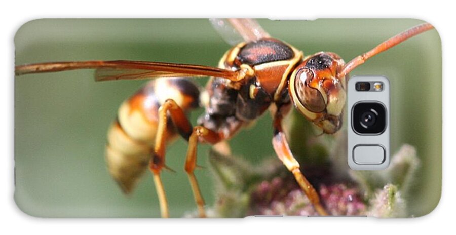Macro Galaxy Case featuring the photograph Hornet on flower by Nathan Rupert