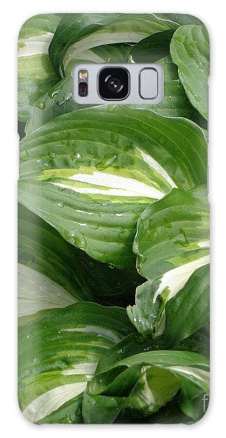 Hosta Galaxy Case featuring the photograph Hosta Leaves after the Rain by Christina Verdgeline