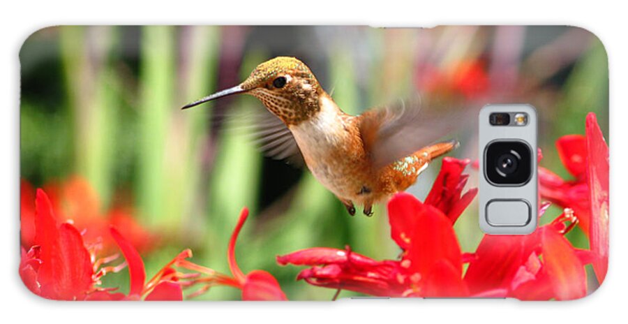 Hummingbird Galaxy Case featuring the photograph Hovering Hummingbird by Kim Mobley