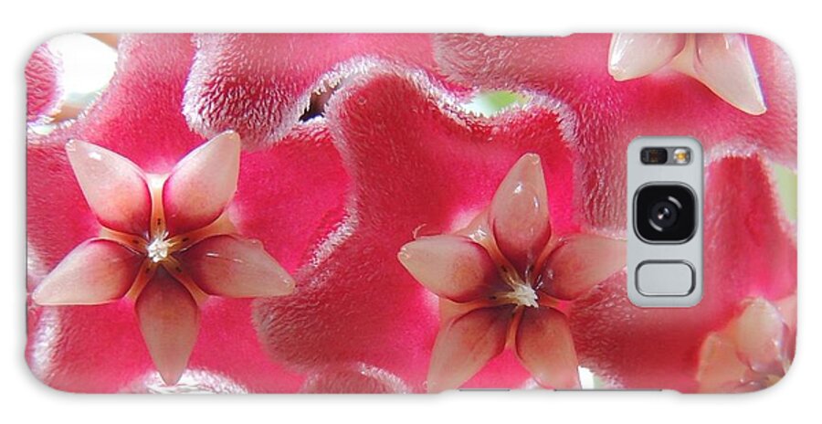 Hoya Carnosa Galaxy Case featuring the photograph Hoya by Denise Clark