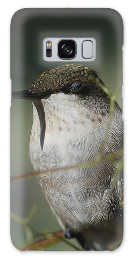 Bird Galaxy Case featuring the photograph Hummingbird 001 by Phil And Karen Rispin