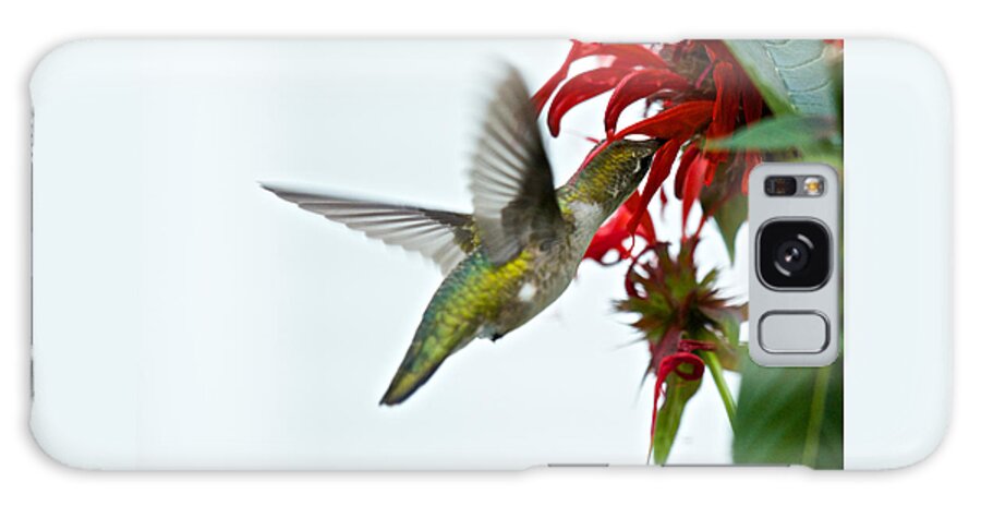 Birds Galaxy Case featuring the photograph Hummingbird Focused on the Scarlet Bee Balm by Kristin Hatt