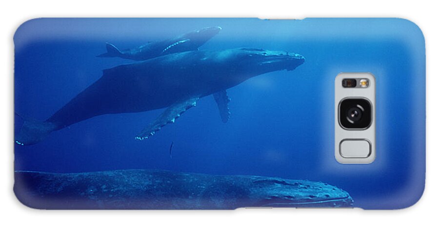 Feb0514 Galaxy Case featuring the photograph Humpback Whale Mother Calf And Male by Flip Nicklin