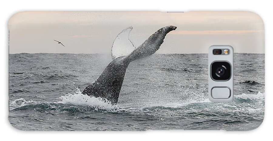 Humpback Whale Galaxy Case featuring the photograph Humpy by Scott Kerrigan