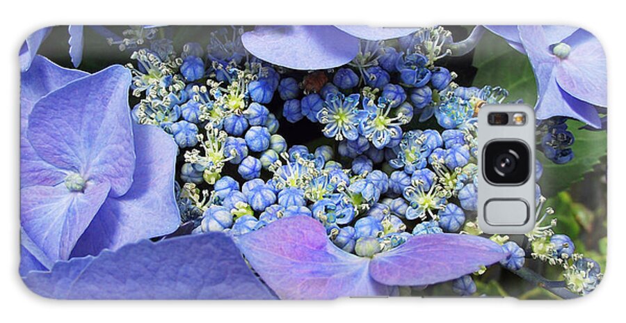 Plants Galaxy Case featuring the photograph Hydrangea Blossom by Duane McCullough