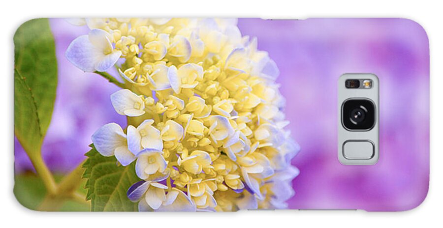 Hydrangea Galaxy Case featuring the photograph Hydrangea on Purple by Parker Cunningham