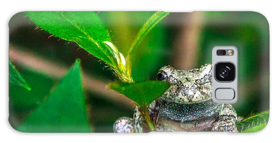 Frog Galaxy Case featuring the photograph Hyla versicolor by Traveler's Pics