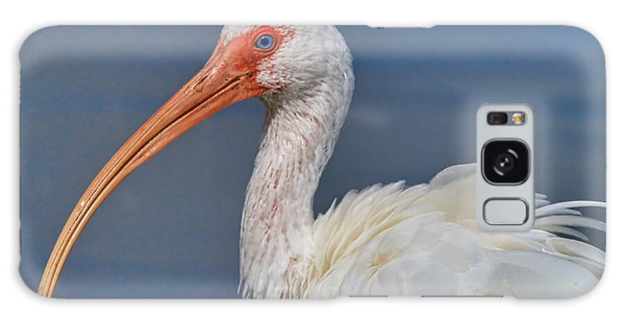 Ibis Galaxy Case featuring the photograph Ibis Ruffled by Deborah Benoit