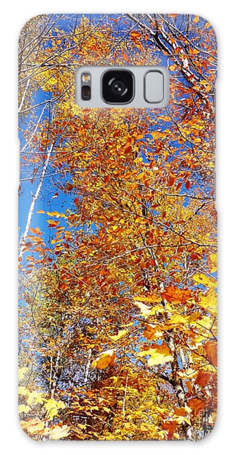 Autumnal Galaxy Case featuring the photograph In the Forest at Fall by Cristina Stefan