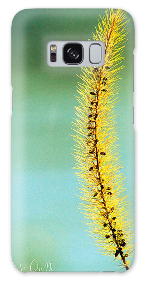 Plant Galaxy Case featuring the photograph In Time by Bob Orsillo