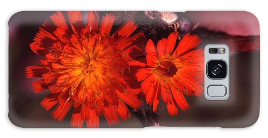 Retro Images Archive Galaxy Case featuring the photograph Indian Paint Brush by Retro Images Archive