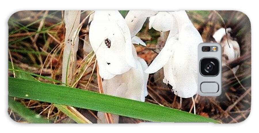 Indian Galaxy Case featuring the photograph Indian Pipe by Christy Beckwith