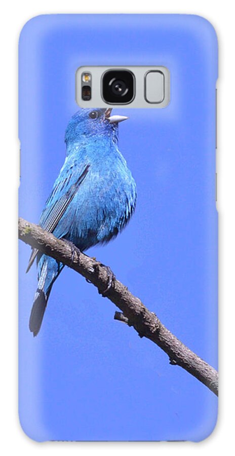 Bird Galaxy Case featuring the photograph Indigo Bunting Sings the Blues by Alan Lenk