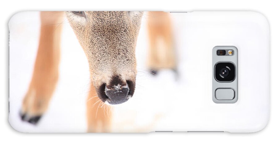 Deer Galaxy Case featuring the photograph Innocent Eyes by Karol Livote