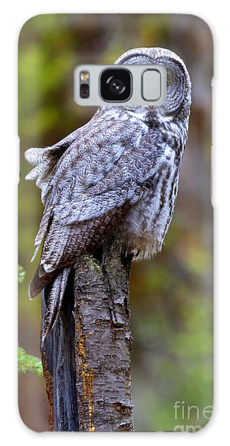 Great Gray Owl Galaxy Case featuring the photograph Intent by Aaron Whittemore