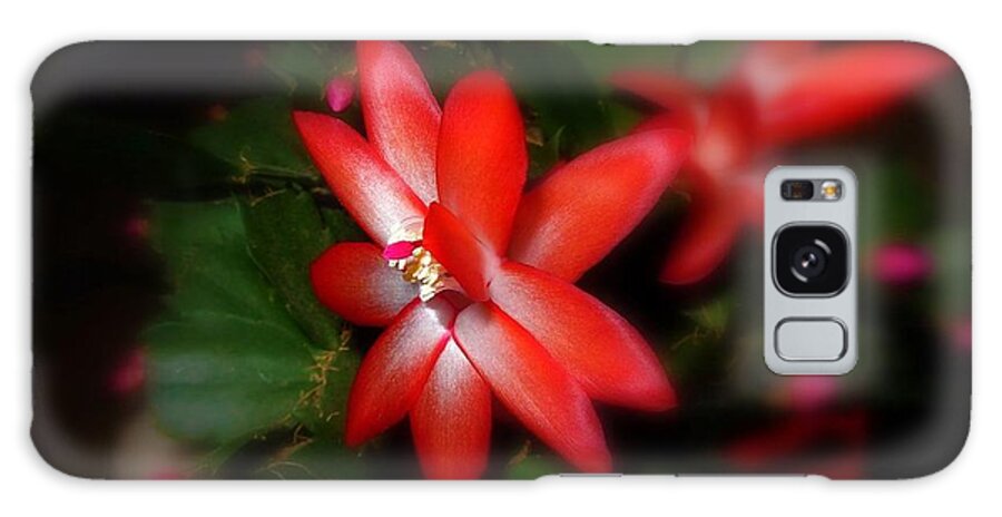 Christmas Cactus Galaxy Case featuring the photograph It was Christmas time by Mariana Costa Weldon