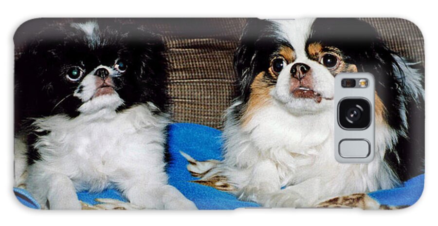 Japanese Chins Galaxy Case featuring the photograph Japanese Chin Dogs Looking Guilty by Jim Fitzpatrick