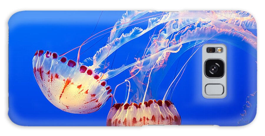 Jellyfish Galaxy Case featuring the photograph Jelly Dance - Large jellyfish Atlantic Sea Nettle Chrysaora quinquecirrha. by Jamie Pham