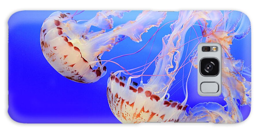 Jellyfish Galaxy Case featuring the photograph Jellyfish 9 by Bob Christopher