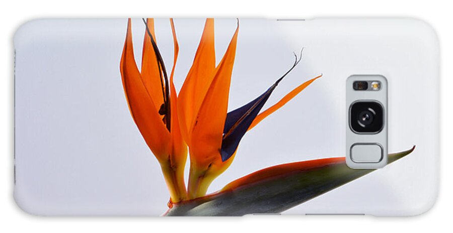 Bird Of Paradise Flower Galaxy Case featuring the photograph Jewel Of The Tropics. by Terence Davis