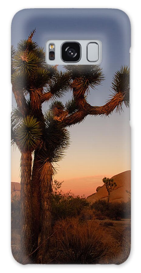 America Galaxy Case featuring the photograph Joshua Tree in the setting sun by Sue Leonard