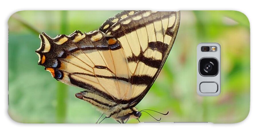 Tiger Swallowtail Butterfly Galaxy Case featuring the photograph July Swallowtail by MTBobbins Photography