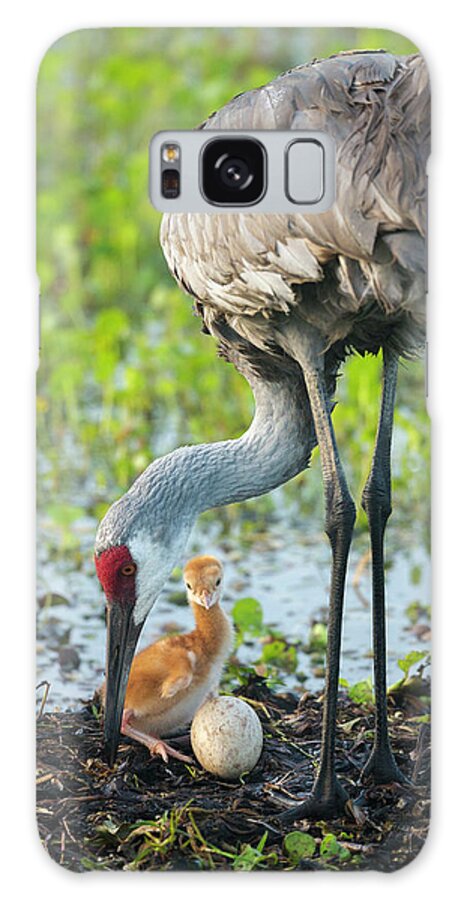 Baby Animal Galaxy Case featuring the photograph Just Hatched, Sandhill Crane Rotating by Maresa Pryor