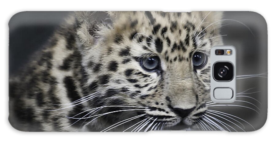 Amur Galaxy Case featuring the photograph Kanika - Amur leopard portrait by Chris Boulton