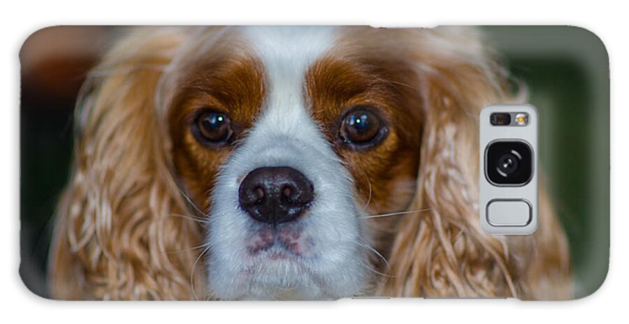 Cavalier King Charles Spaniel Galaxy Case featuring the photograph King Charles by Dale Powell