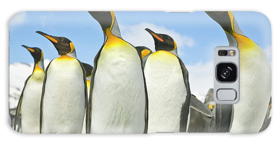 00345968 Galaxy Case featuring the photograph King Penguins Looking by Yva Momatiuk John Eastcott