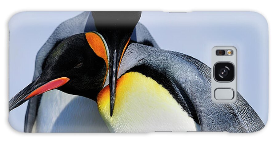 King Penguin Galaxy Case featuring the photograph King Penguins Bonding by Tony Beck
