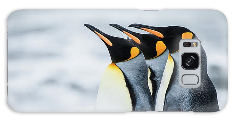 South Georgia Island Galaxy Case featuring the photograph King Penguins by Cedric Favero