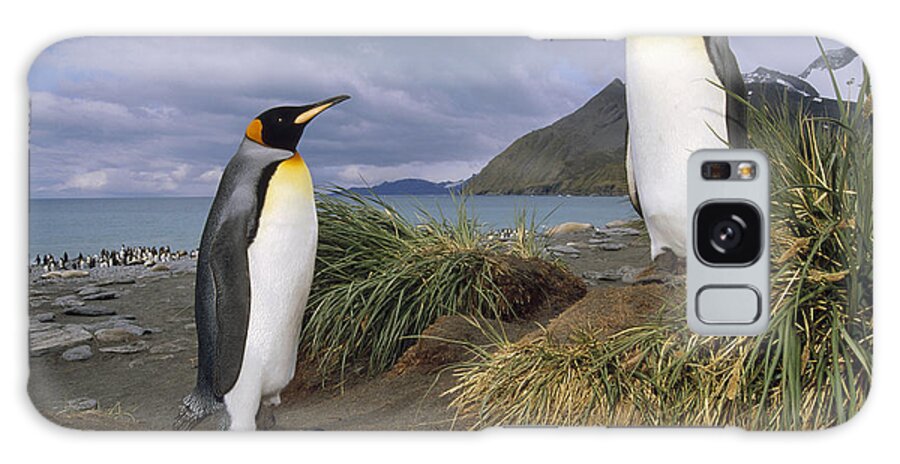 Feb0514 Galaxy Case featuring the photograph King Penguins In Tussock Grass Gold by Tui De Roy