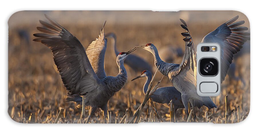 Animals Galaxy Case featuring the photograph Kissing Sandhills by Jack R Perry