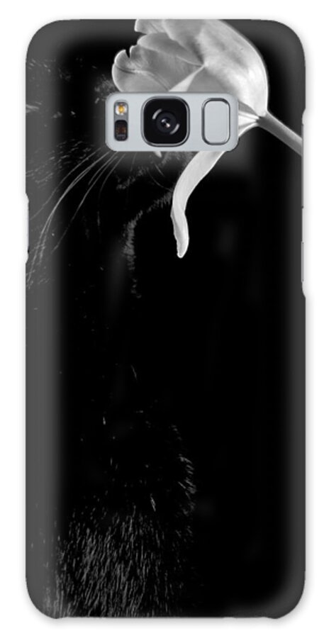 Black Cat Galaxy Case featuring the photograph Kitten Scents by Elsa Santoro