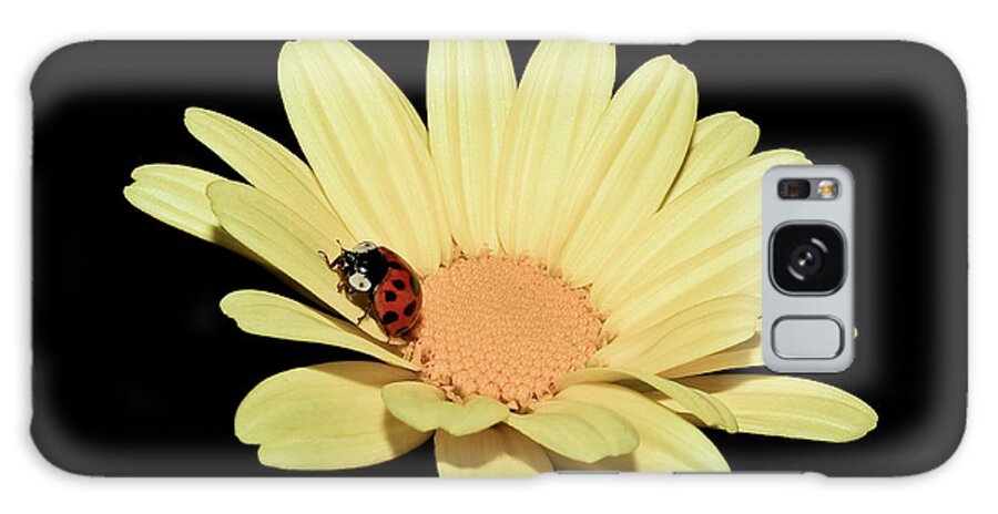 Ladybugs Galaxy Case featuring the photograph Lady Of The Day by Tammy Schneider