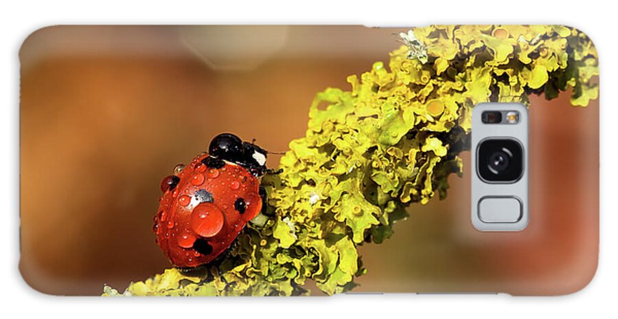 Kent Galaxy Case featuring the photograph Ladybird On Branch by Markbridger