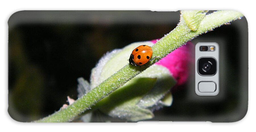 Ladybug Galaxy Case featuring the photograph Ladybug Taking an Evening Stroll by Ann E Robson